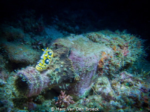 drunken nudi by Marc Van Den Broeck 